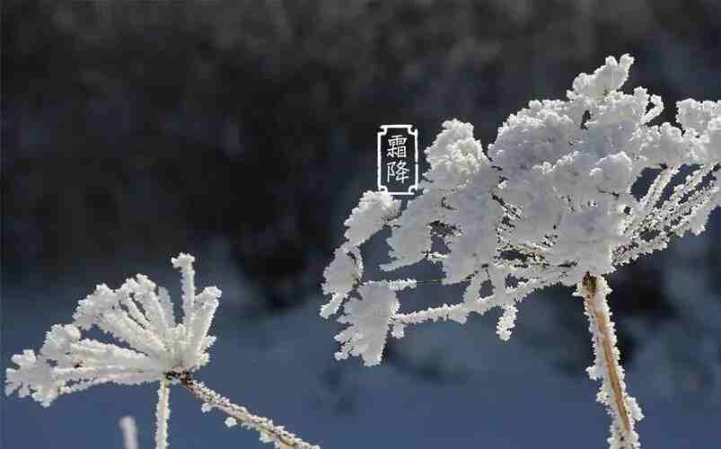 中国黄色一级视频（quán）廚業 | 寒霜降，染秋霜